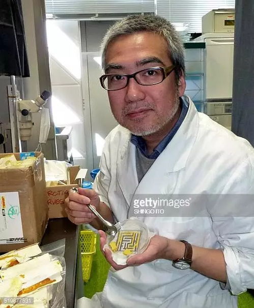 無腦亦有智慧 單細(xì)胞史萊姆走迷宮、規(guī)劃交通的真實(shí)奇跡